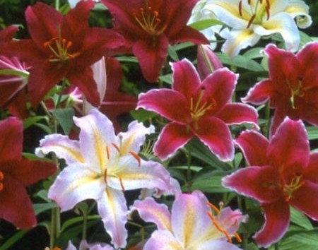 Lily Oriental, Hybrids by variety